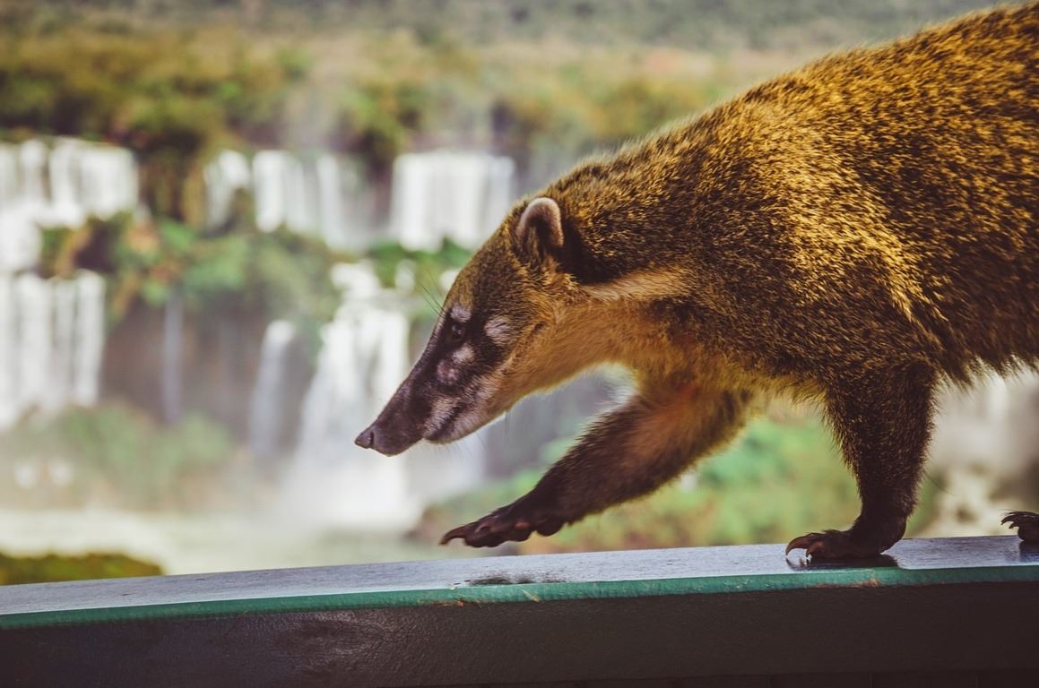 Turismo en America Latina - Cataratas del Iguazú - Puerto Iguazú